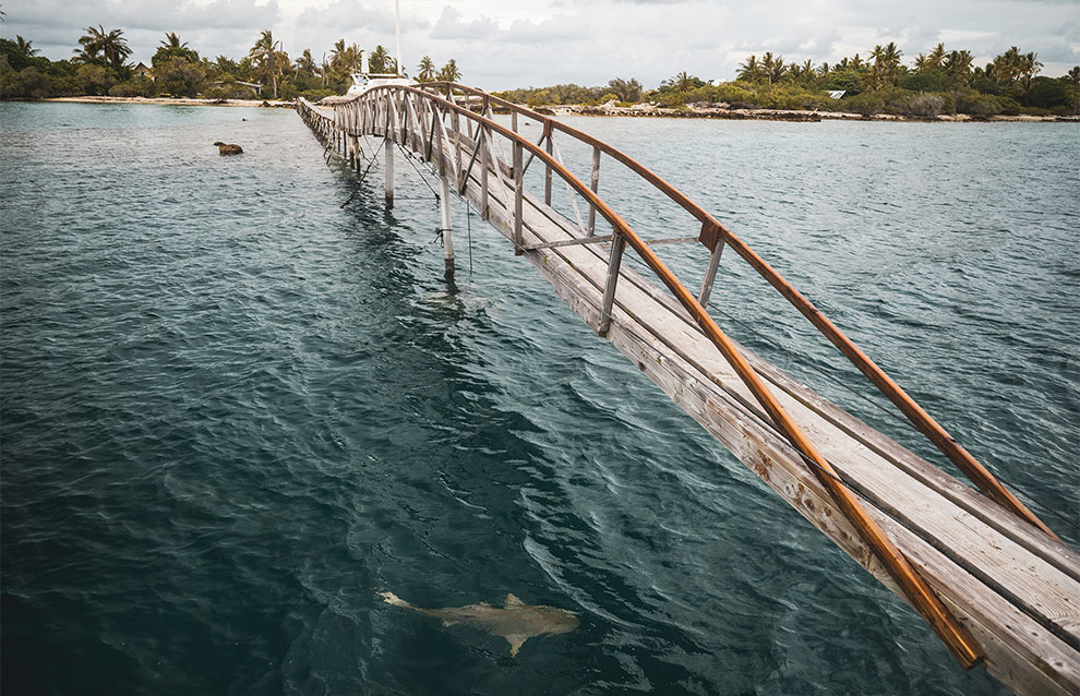 a bridge over water with a fish in the water