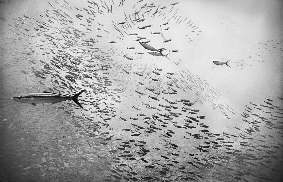 a photo underwater of fish swimming in black and white