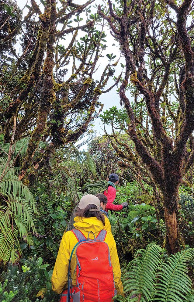 a group of people walking through a forest