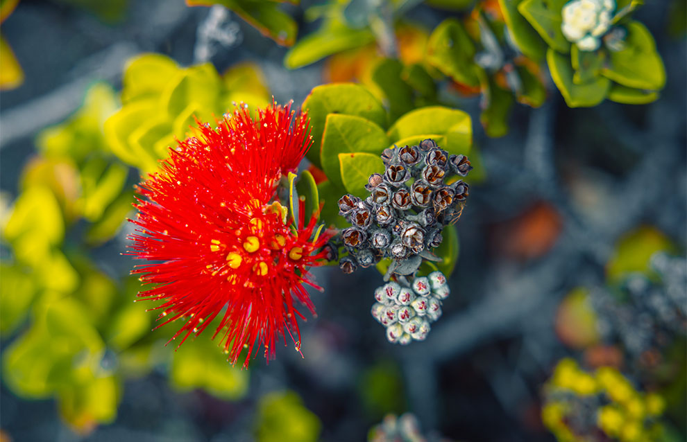 a closeup of a flower