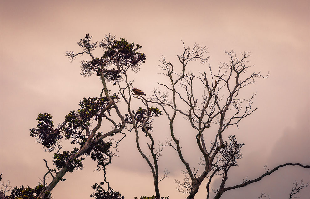 tree branches