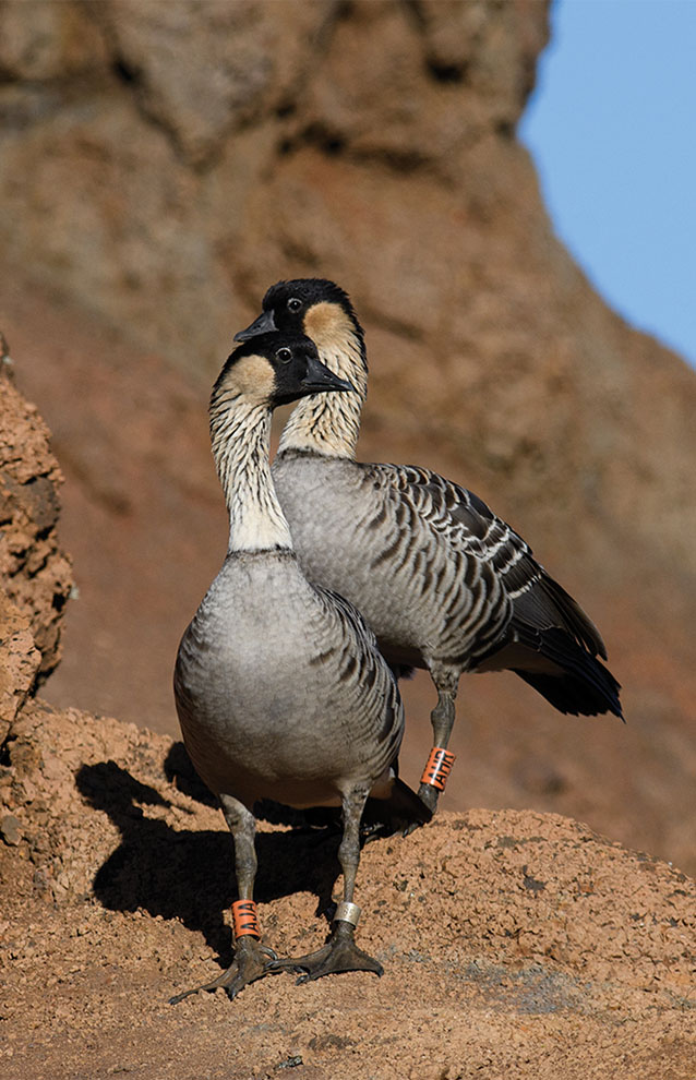 two geese