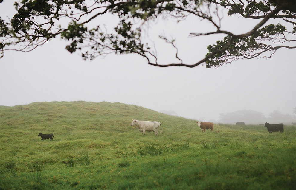 grassy landscape with cows
