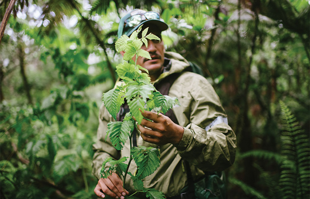 a person standing in the forest holding a plant
