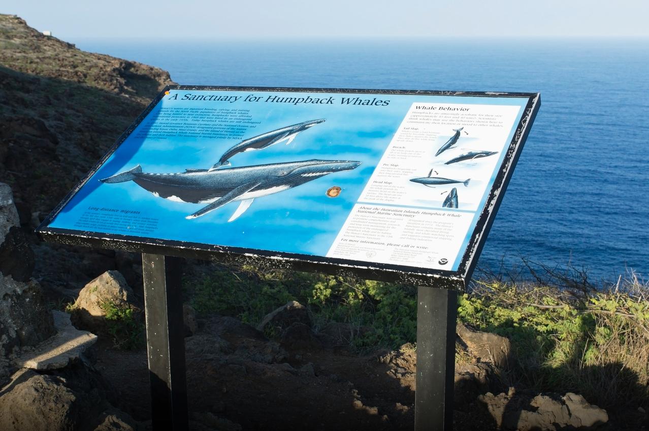クジラの情報案内板