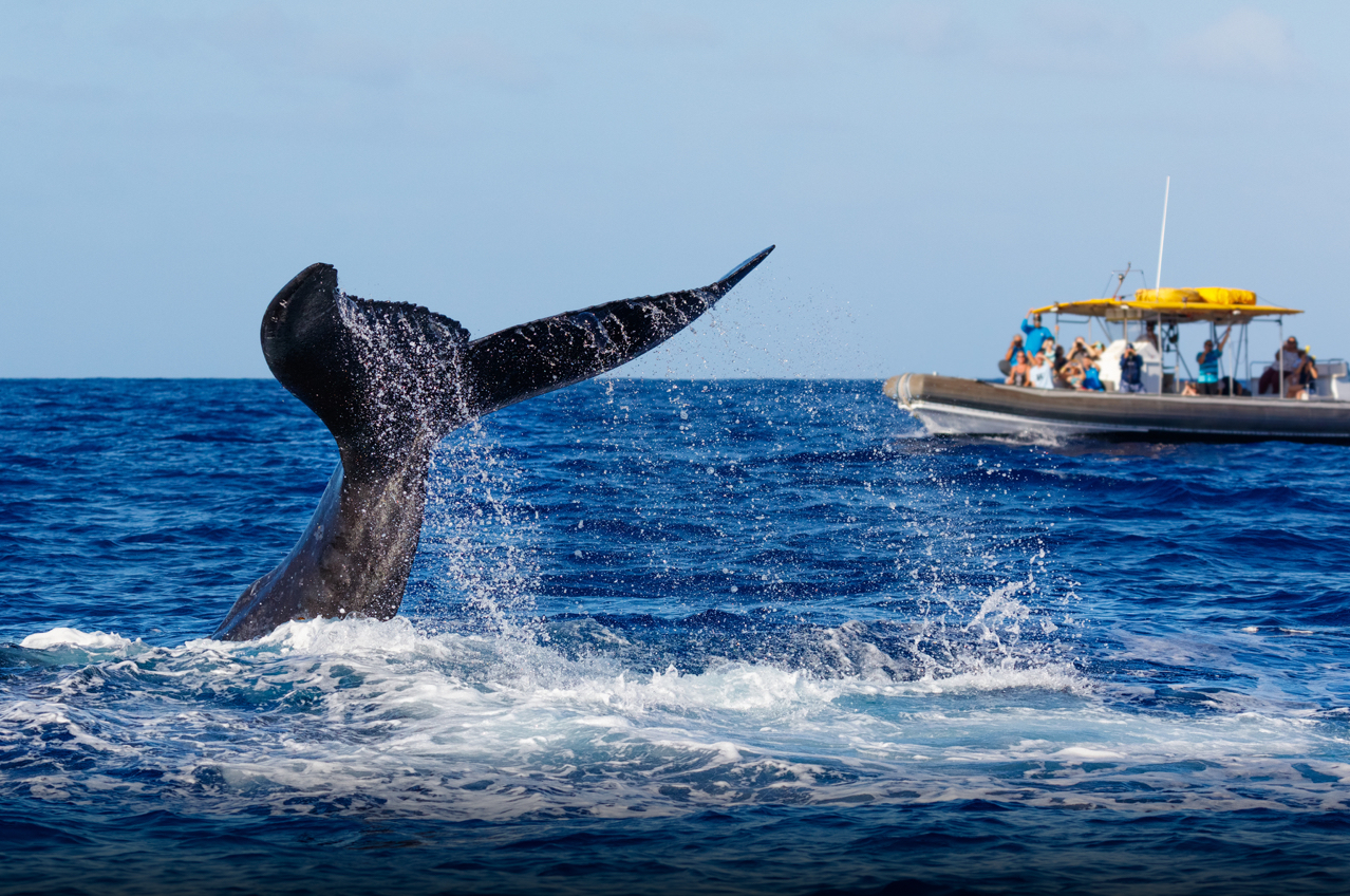 クジラの尾
